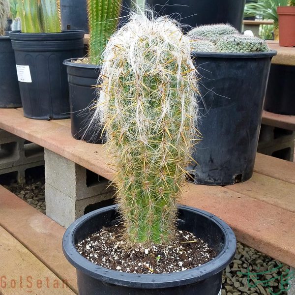 اورئوسرئوس سلسیانوس / کاکتوس پیرمرد Old Man of the Andes (Oreocereus Celsianus)