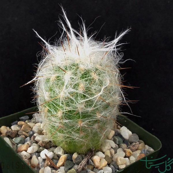 اورئوسرئوس ترولی /کاکتوس پیرمرد کوه Old Man of the Mountain (Oreocereus Trollii)