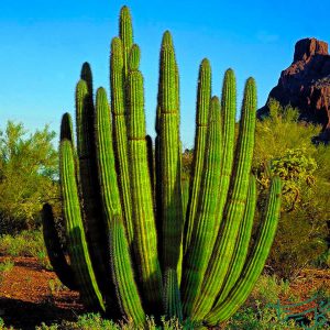 لوله‌ای Organ Pipe Cactus (Stenocereus Thurberi)