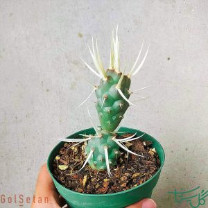 تفروکاکتوس آرتیکولاتوس / کاکتوس تیغ کاغذی Paper Spine Cactus (Tephrocactus Articulatus)