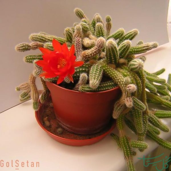 اچینوپسیس کاماسرئوس Peanut Cactus (Echinopsis Chamaecereus)