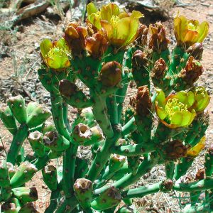 چویای مدادی / سیلینروپونتیا اربوسکیولا Pencil Cholla (Cylindropuntia Arbuscula)