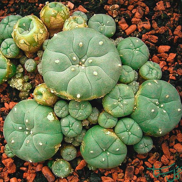 پیوت / لوفوفورا ویلیامسی Peyote (Lophophora Williamsii)