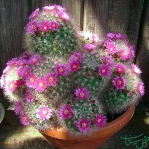 مامیلاریا بوکاسانا / کاکتوس پاف پودری Powder Puff Cactus (Mammillaria Bocasana)