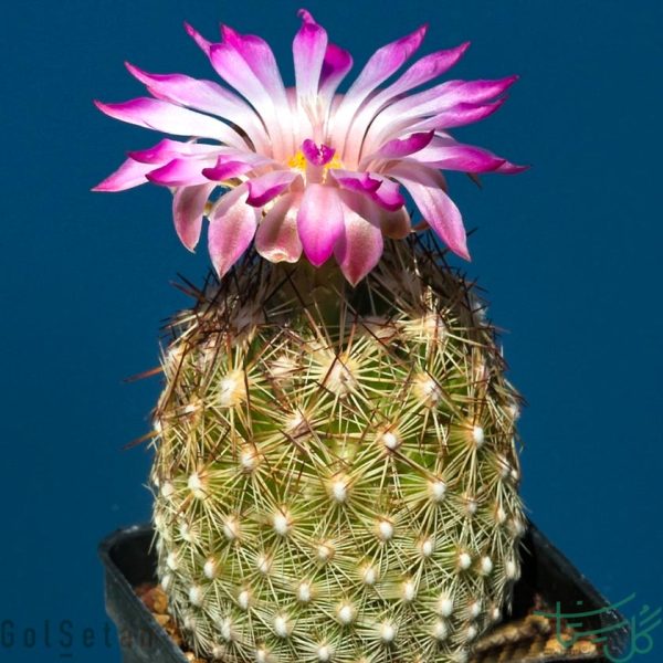 اسکوباریا ویوی‌پارا Purple Pincushion (Escobaria Vivipara)