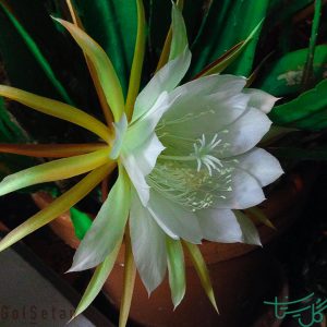 ملکه شب Queen of the Night (Selenicereus Grandiflorus)