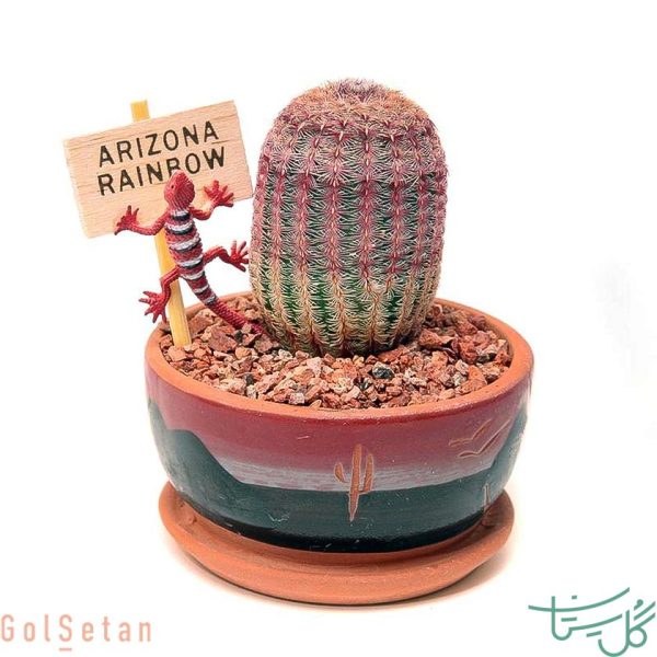 اچینوسرئوس پکتیناتوس / کاکتوس رنگین‌ کمان Rainbow Cactus (Echinocereus Pectinatus)