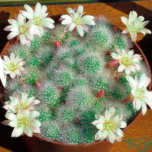 ربوتیا/آلبیفورا Rebutia (Rebutia Albiflora)