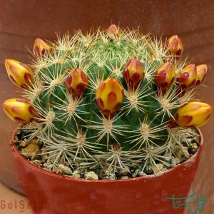 ربوتیا / وینگارتیا نئوکیومینگی Rebutia (Weingartia Neocumingii)