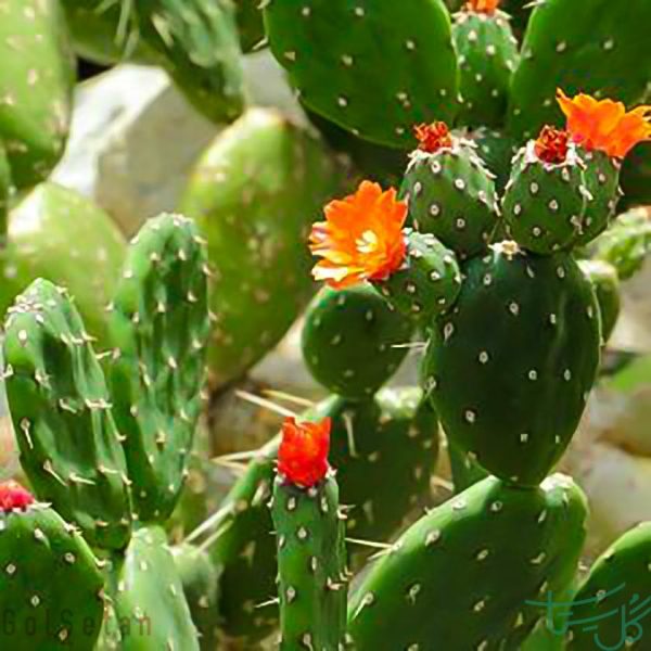 اپونتیا دکمه قرمز / اپونتیا کویتنسیس Red Buttons Opuntia (Opuntia Quitensis)