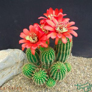 مشعل قرمز / اچینوپسیس هوآشا Red Torch Cactus (Echinopsis Huascha)