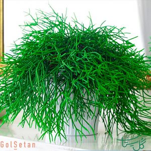 ریپسالیس باکسیفرا Rhipsalis Baccifera