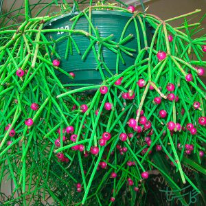 ریپسالیس نوس آرموندی Rhipsalis Neves Armondii