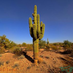 ساگوارو / سارنژیا Saguaro (Carnegiea gigantea)