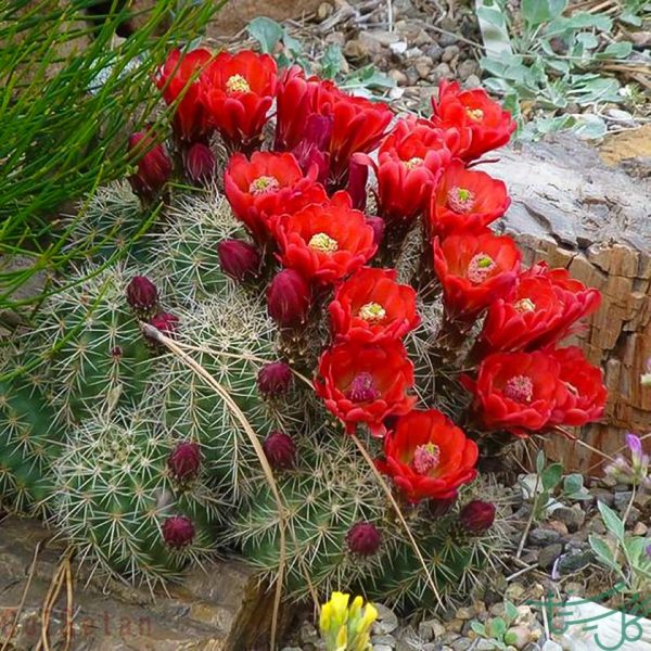 اچینوکاکتوس کوکسینئوس Scarlet Hedgehog Cactus (Echinocereus Coccineus)