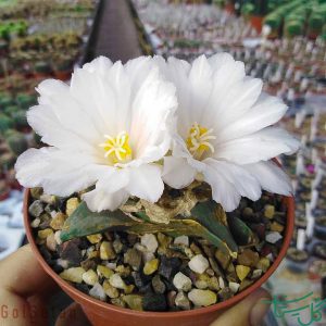 هفت ستاره /آریوکارپوس فورفوراسئوسSeven Stars (Ariocarpus furfuraceus)