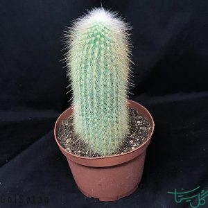 مشعل نقره‌ای / کلیستوکاکتوس استراوسی Silver Torch Cactus (Cleistocactus strausii)