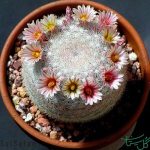 گلوله برفی / مامیلاریا کاندیدا Snowball Cactus (Mammillaria Candida)