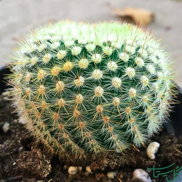 پارودیا اسکوپا Snowball Cactus (Parodia Scopa)