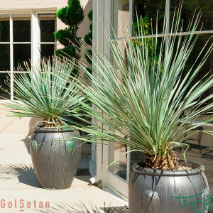 علف مکزیکی Sotol Plant (Dasylirion)