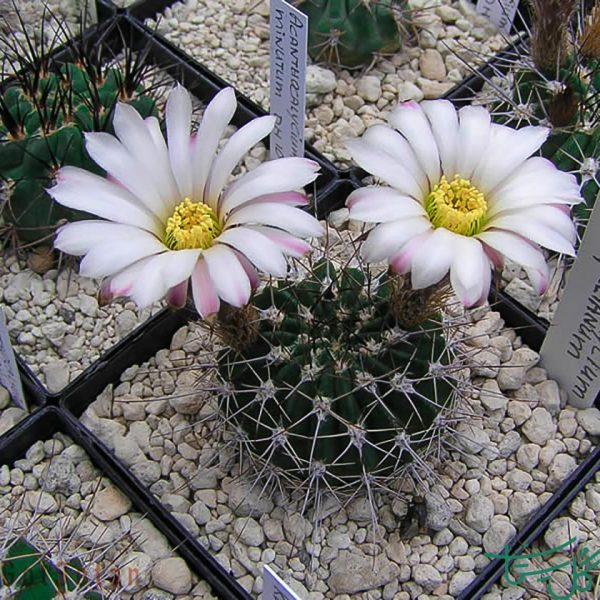 آکانتوکالیسیوم کلیمپلیانوم Spiny lilac flower cactus (Acanthocalycium klimpelianum)
