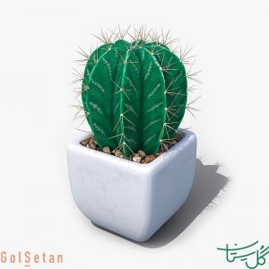 کلاه‌کشیشی /آستروفیتوم اورناتوم Star Plant (Astrophytum Ornatum)