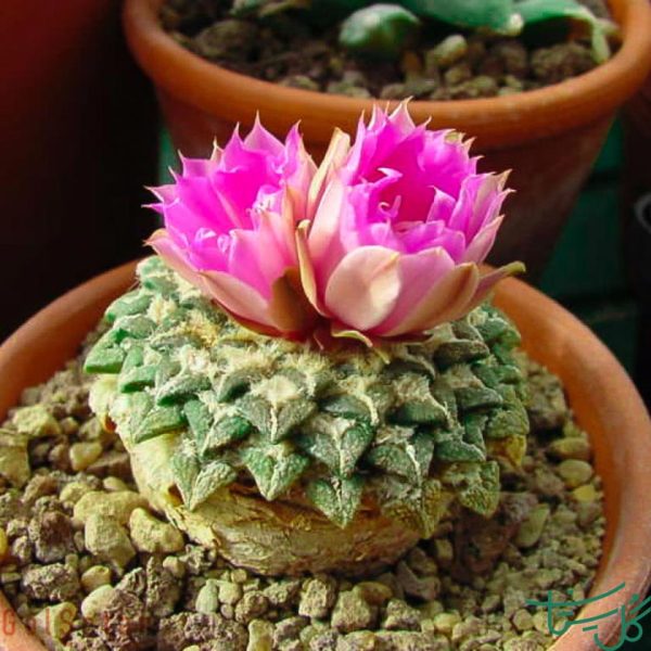 "آریوکارپوس کاتشوبیانوس / کاکتوس سنگ ستاره‌ای" Star Rock (Ariocarpus kotschoubeyanus)