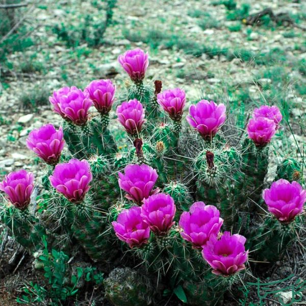 اچینوسرئوس استرامینئوس Strawberry Hedgehog Cactus (Echinocereus Stramineus)