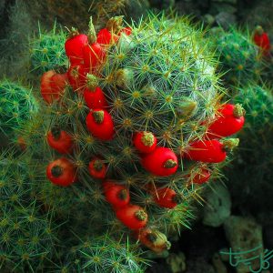 مامیلاریا پرولیفرا Texas Nipple Cactus (Mammillaria Prolifera)