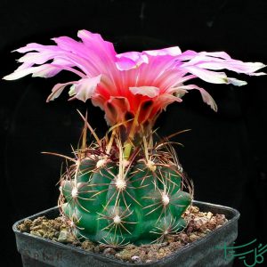 تئولوکاکتوس بایکالر Thelocactus Bicolor