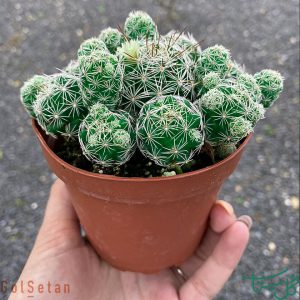مامیلاریا گراسیلیس Thimble Cactus (Mammillaria Gracilis)