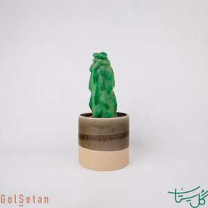 توتم پل / پاکی‌سرئوس اسکاتی Totem Pole Cactus (Pachycereus Schottii)