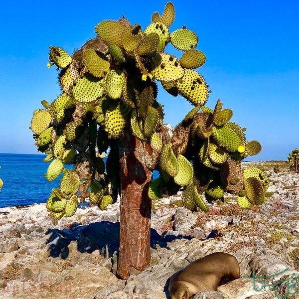 اپونتیا اکیوس Tree Prickly Pear (Opuntia Echios)