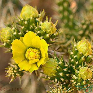 سیلندرو اپونیتا ویپلی / چویا دم موشی Whipple’s Cholla (Cylindropuntia Whipplei)