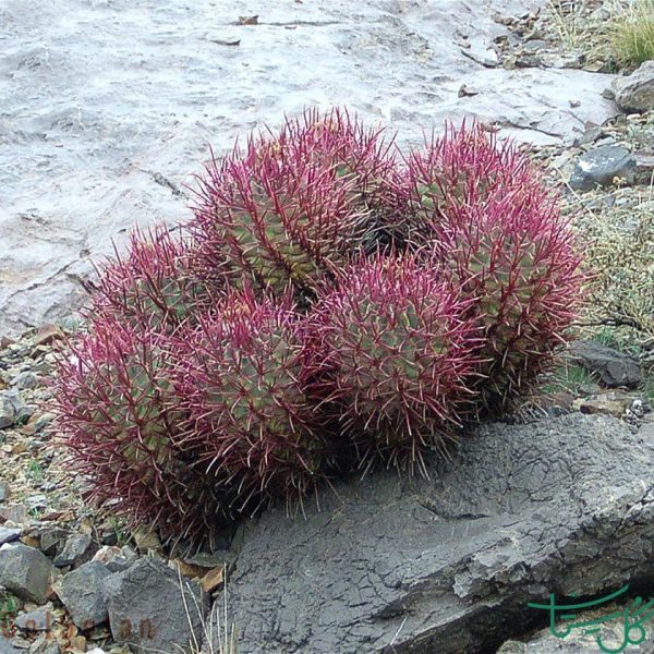 بشکه‌ای پشمالو / اکینوکاکتوس پلیسفالوس Woolly-headed Barrel Cactus (Echinocactus Polycephalus)