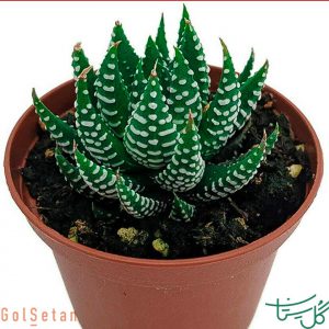 هاورتیا گورخری / هاورتیا فاسکیاتاZebra Plant (Haworthia Fasciata)