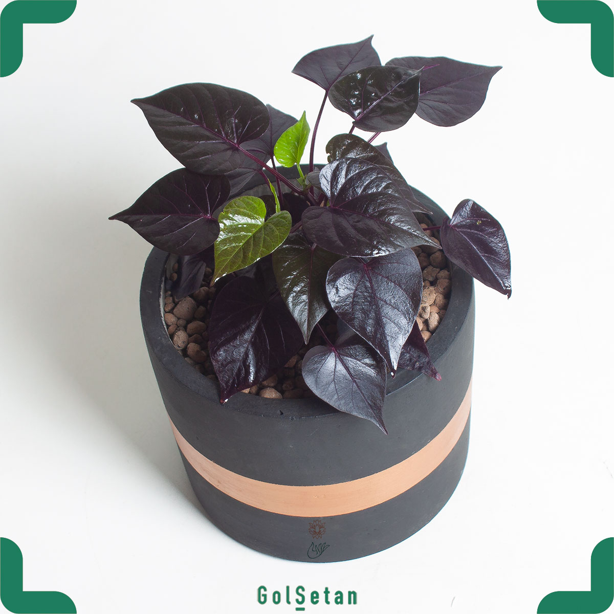 black-sweet-potato-plant Sweet Potato سیاه در گلدان بتنی