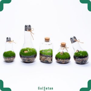 پکیج تراریوم چمن مونت کارلو