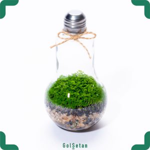 تراریوم حباب کوچک چمن مونت کارلو