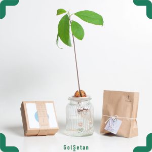 دانه آووکادو محصولی زیبا و خاص