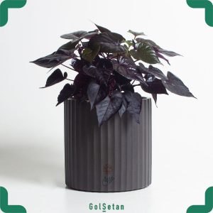 Sweet Potato در گلدان سرامیکی