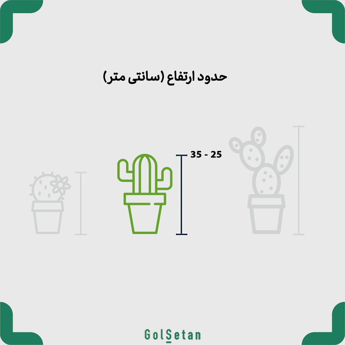 echinocactus-concrete-pot-size ابعاد کاکتوس اچینو در گلدان بتنی