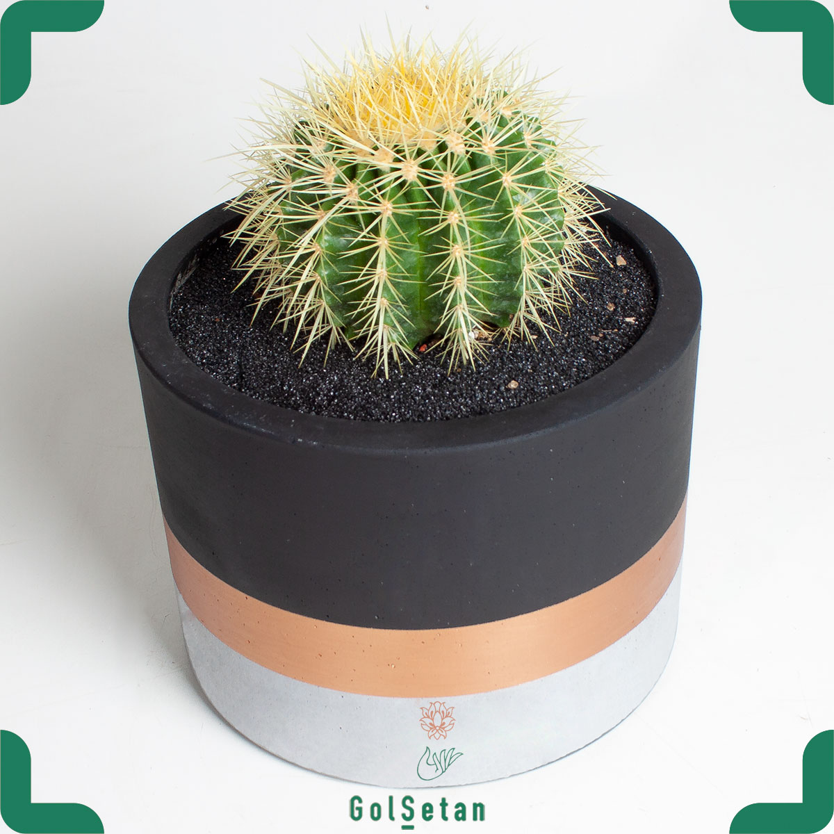 echinocactus-concrete-pot کاکتوس اچینو در گلدان بتنی