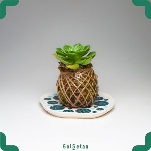 کوکداما اشوریا زیبا و نیازمند نور