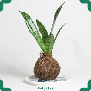 کوکداما سانسوریا بلند