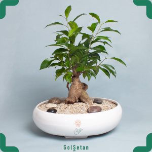 دیش گاردن بونسای جنسینگ گیاهی خاص