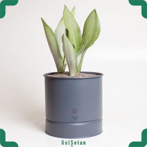 سانسوریا مهتابی در گلدان فلزی