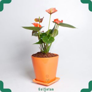 آنتوریوم نارنجی با گلدان سرامیکی