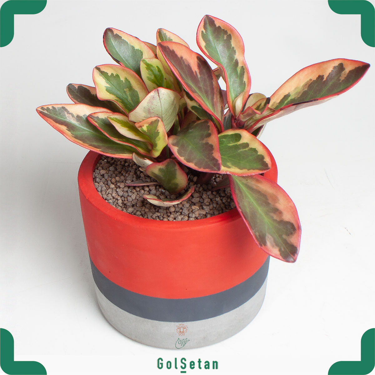 peperomia-lipstick-plant-pot قاشقی لب ماتیکی در گلدان بتنی قرمز