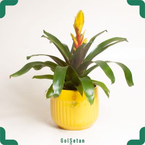 گیاه وریزیا بروملیاد زرد با گلدان سفال